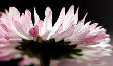 我是一颗小小小小草_500字