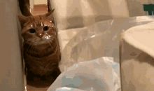 第一次打针_600字