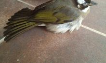 痛苦的小鸟_200字