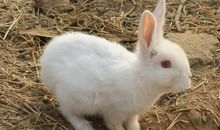 我喜欢的小动物——小白兔_350字