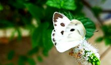 特殊的客人_450字