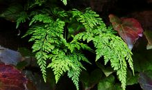 游白鹤发电厂_800字