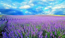 薰衣草，开在心中的普罗旺斯_1500字