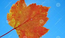 《橘子的天空》观后感_500字