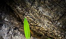 残树新发芽_700字