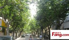 我爱马路两旁的梧桐树_1200字