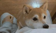 狗是人类的朋友_800字