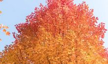 那棵枫树_1000字