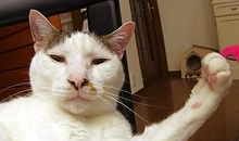 我家的猫咪会说话_1000字