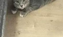 家有猫咪_1200字