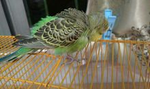 我的虎皮鹦鹉_800字