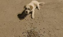 一条流浪狗_1200字