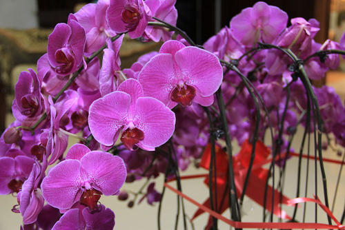 我喜欢兰花植物_1200字