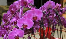 我爱蝴蝶兰_1200字