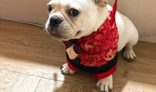 小狗“格格”_1200字