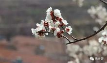 春光无限好_500字