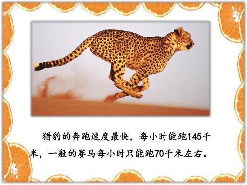 动物运动员_500字