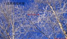 美丽的冬景_500字