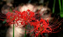 曼珠沙华_3000字