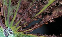 残缺的美，如过客_550字