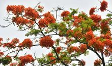 一抹鲜艳的绿_550字