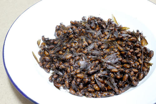 高三指令：小蚂蚁传递食物_1000字
