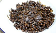 高三说明文：小蚂蚁搬运食物_1000字