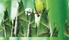 高三说明文：趣说竹子与竹笋_1000字