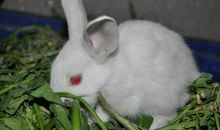 人和小兔子_100字