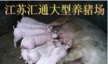 可爱的河南猪_350字