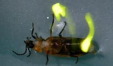 描写萤火虫的优美句子_900字