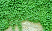 那片爬山虎_1200字