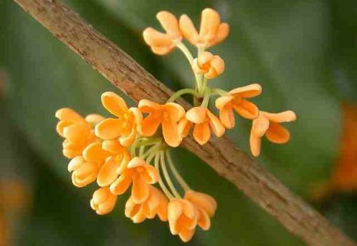 我喜欢osmanthus树_200字