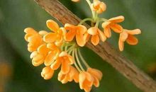 我喜欢的桂花树_200字