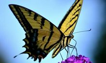 断了翅膀的蝴蝶_1500字