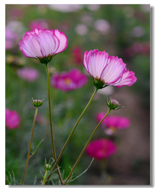 幸福像鲜花_1000字
