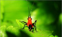 火炉边一只虫子_1000字