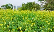 那一年春的暇想_750字