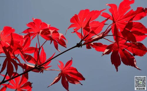 绿叶的心_300字
