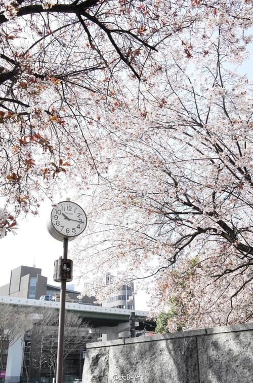 大阪樱花_400字