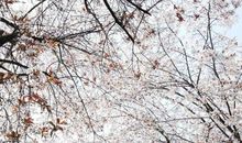 大阪的樱花_400字