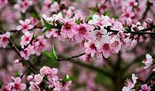 桃花盛开的季节_700字