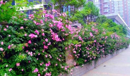 那玫瑰花_1200字