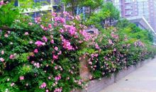 那棵蔷薇花_1200字