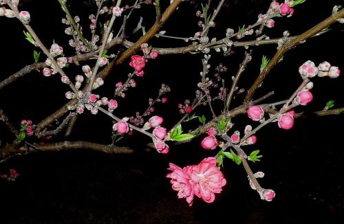 桃花_1200字