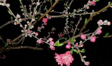 桃花的景_1200字