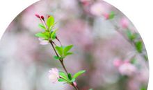 轻轻春风拂我心—海棠花开 _600字