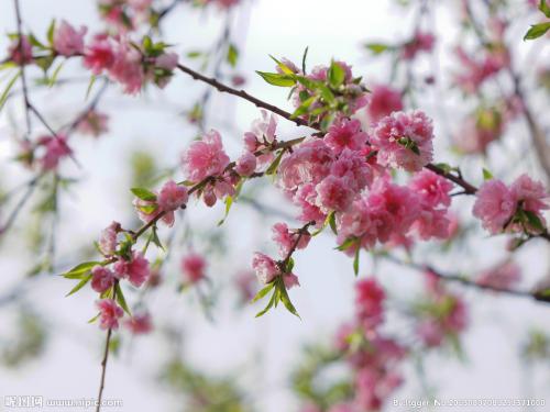 桃花_500字