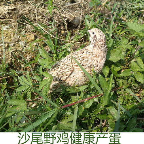 [寓言]抱着鸟类和山脉_150字