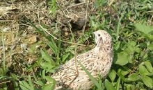 【寓言】捕鸟人和山鸡_150字